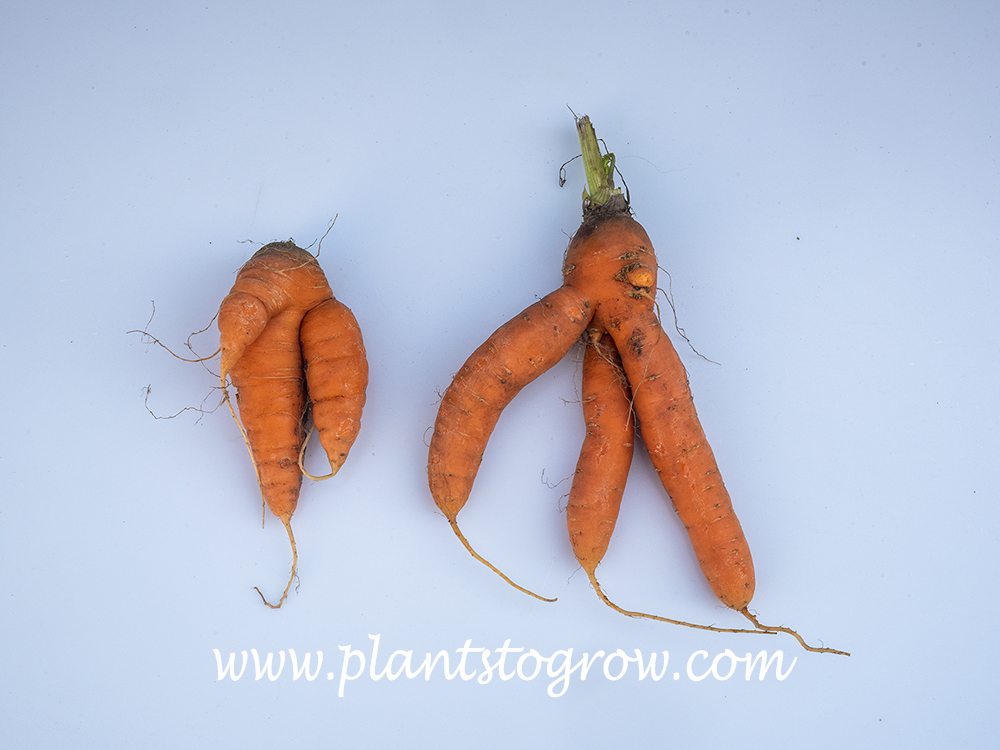 These are carrots with forked root out of my garden. Probably caused by growing to tight together.